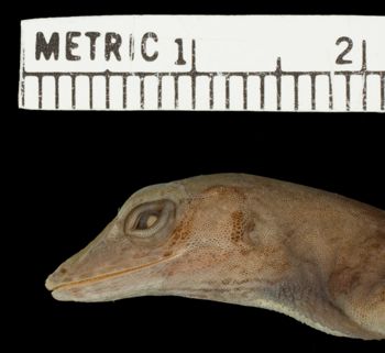 Media type: image;   Herpetology R-11285 Aspect: head lateral